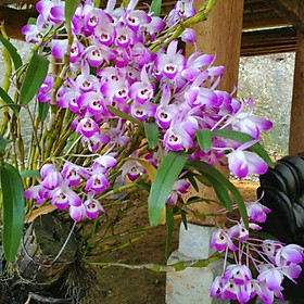 Lan Hoàng Thảo đùi gà