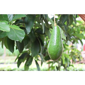 Mua Cây Giống Bơ Tứ Quý Cho Trái Siêu Sớm Chuẩn Giống Cây Trồng