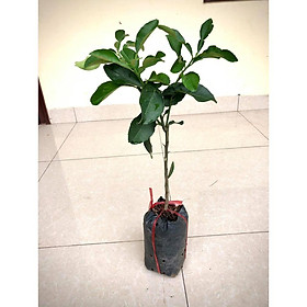 Mua Cây bưởi da xanh ruột hồng (ảnh thật)