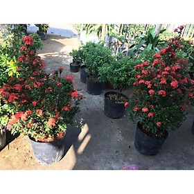 Mua Hoa mẫu đơn đỏ cây to