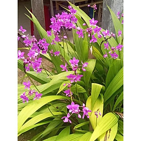 Mua Địa lan chu đỉnh Tím