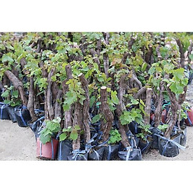 Mua Cây giống nho ninh thuận - nho xanh