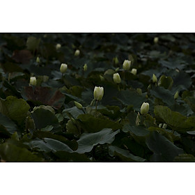 Mua Tranh canvas hoa Sen treo phòng khách ST-00086