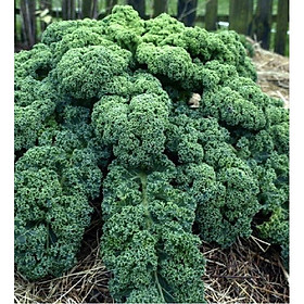 Hạt giống cải xoăn xanh ( cải kale xanh ) - 20 hạt/gói