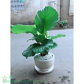 Mua Chậu Đuôi Công Táo Xanh