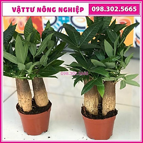 Mua Cây kim ngân 3 thân để bàn