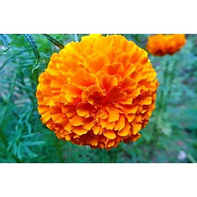 CÚC VẠN THỌ - NGUYÊN CHẬU ĐANG NỤ VÀ HOA SIÊU ĐẸP