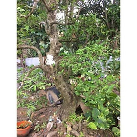 Mua Cây mai chiếu thủy lâu năm   cây đẹp  giống chuẩn