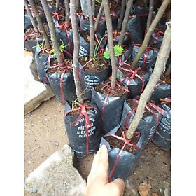 Sản phẩm MÍT THÁI SIÊU SỚM