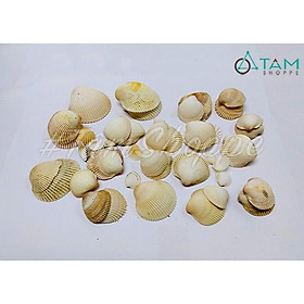 Bịch 200gr Vỏ sò biển trang trí lớn nhỏ ĐK1-6cm VOSO-14