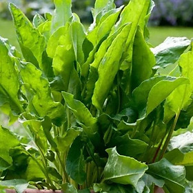 Mua Hạt Giống Rau Chua Sorrel Red Vein Lâu Năm  50 Hạt Rau Ngon Cho Cả Gia Đình