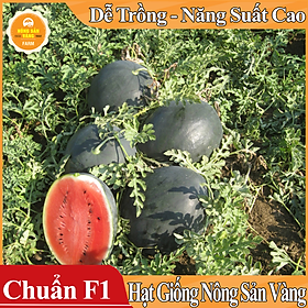 Hạt giống Dưa Hấu Hắc Mỹ Nhân ( Gói 10 Hạt ) - Nông Sản Vàng