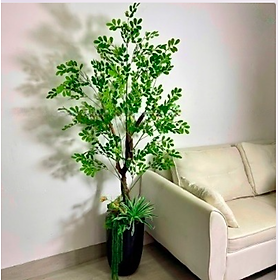 Mua Cây thần diệu giả 170cm không chậu trang trí  decor nhà cửa  quán cafe