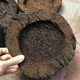 Mua Combo 3 dớn đĩa ghép lan KT 20x 4 cm