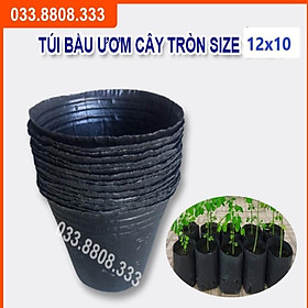 BẦU TRÒN ƯƠM CÂY 12X10 ( 500g )- HÀNG LOẠI 1