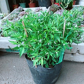 Mua Cây Ớt Hiểm Đang Ra Quả