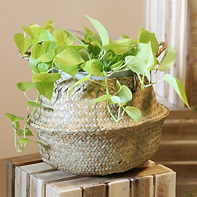 Cây Trầu Bà Vàng Chậu Giỏ