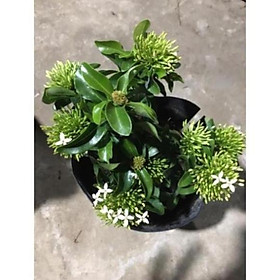 Mua Hoa mẫu đơn màu trắng siêu hoa   cây đẹp  giống chuẩn