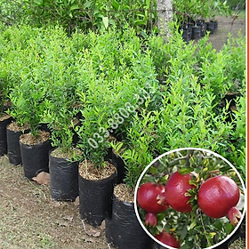 Mua CÂY GIỐNG LỰU ĐỎ LÙN ĐỎ trồng được trên mọi loại đất  phù hợp khí hậu Việt Nam