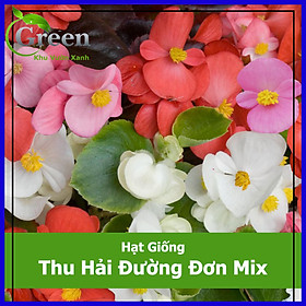 Mua Hạt Giống Hoa Thu Hải Đường Đơn Mix