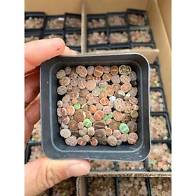Cây sen đá mông , sen đá lithops 1 năm tuổi
