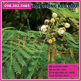 100g - Hạt giống keo dậu hạt giống táo nhơn, bọ chét, bình linh, keo giun