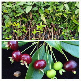 Cây cherry, cây cherry braxin, giống cây chuẩn sai quả