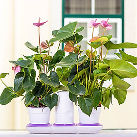 Chậu Để Bàn Tự Tưới và Tự bón phân Basic S , nhập khẩu Minigarden dành cho người yêu cây xanh nhưng không có thời gian chăm sóc cây (Giải pháp trồng cây TỰ DƯỠNG bền vững) (1 bộ gồm 2 chậu S, 1 khay hứng nước, 1 bình chứa nước và phân)