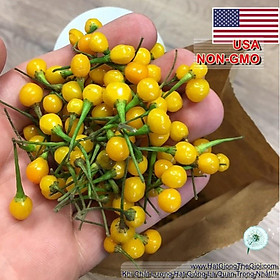 Mua 3h Hạt Giống Ớt Mắc Nhất Thế Giới Aji Charapita 570tr/kg (A2.103| C2*W41)