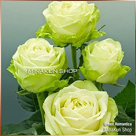 Mua Hoa hồng ngoại Xanh Green Romantica cực thơm - MinaKun Shop