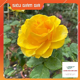 Hoa hồng ngoại Shell – Vẻ đẹp hấp dẫn trong những cánh hoa vàng rực rỡ