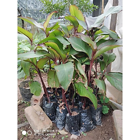 Mua Cây Dong Riềng Đỏ Giống Khỏe 981SP