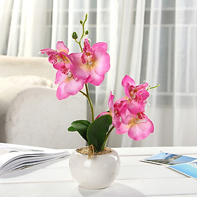 Mua Chậu cây hoa giả Gốm sứ Hình tròn Hoa lan hồ điệp kép 2 nhánh nhiều màu