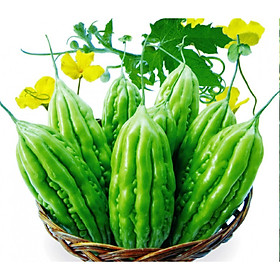 Mua Hạt giống khổ qua (mướp đắng) dễ trồng F1