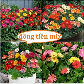 Hạt giống hoa đồng tiền mix màu-gói 15 hạt