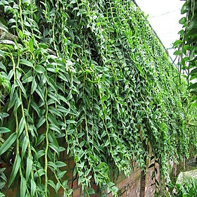 1 BÓ LAN LONG TU LÀO RỪNG TÂY BẮC HÀNG THUẦN, HOA CỰC ĐẸP