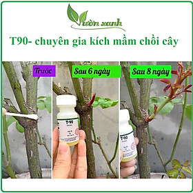 Mua (Tặng siêu lân 40gr kích rễ ) Siêu phẩm kích mầm cho hoa hồng  mai vàng T90  bôi đến đâu bật chồi đến đó