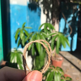 Mua Dây Gai Decor Trang Trí Chai Thủy Tinh  Hanmade  Treo Ảnh Phòng Khách  Phòng Học - 10 Mét