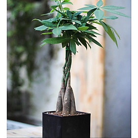 Cây kim ngân thắt bím để bàn