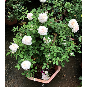 Mua Chậu hoa hồng Nhật Misaki trồng nơi có nhiều nắng