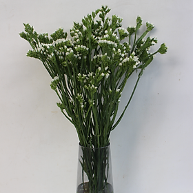 Mua Bó Hoa Salem Tươi_Cắt Cành 2780
