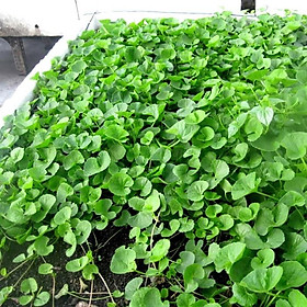 Mua HẠT GIỐNG RAU MÁ PN - GÓI 1 GRAM