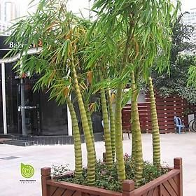 Mua CÂY TRÚC PHẬT BÀ TO ĐẸP