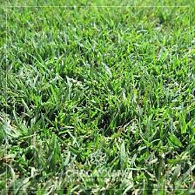 200g Hạt Giống Thảm Cỏ Bermuda - Sân Vườn - Cỏ Trồng Cảnh Quan