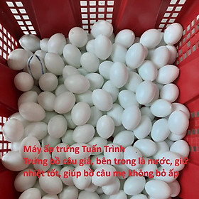 Mua Trứng bồ câu giả  bên trong chứa nước