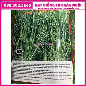 HẠT GIỐNG CỎ VOI LAI- cỏ chăn nuôi gói 1kg