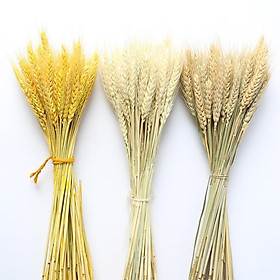 Mua Bó Hoa Bông Lúa Mạch Khô Decor Trang Trí