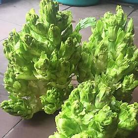 Mua Gói 50 hạt giống cải mầm đá