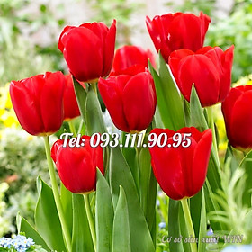 Mua Hạt giống hoa Tulip – Bịch 10 hạt – Mã số 1478