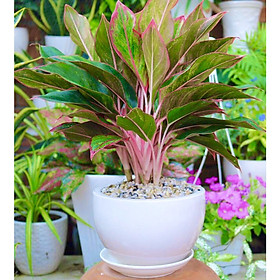Chậu sứ cây Phú Quý tặng kèm đá trang trí